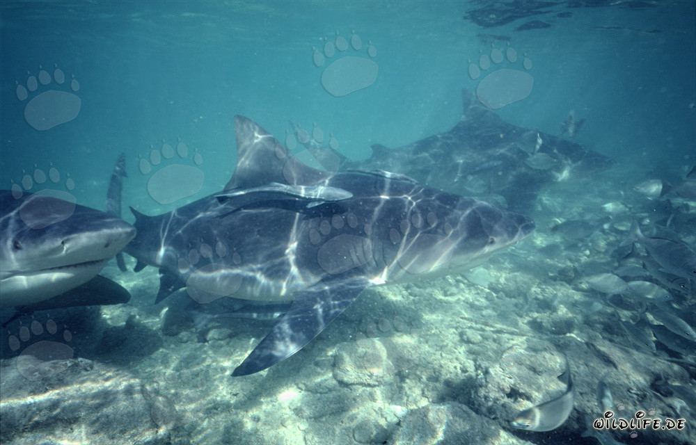Impressionnante face de requin-bouledogue nage droit vers le spectateur