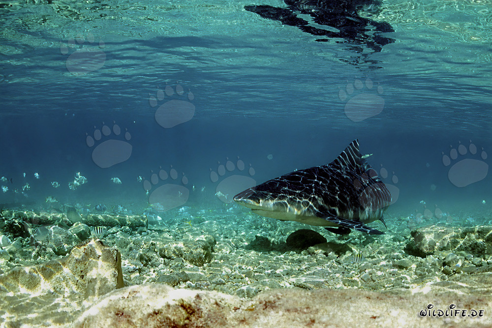 Bull Shark foraging in shallow water off Walker´s Cay