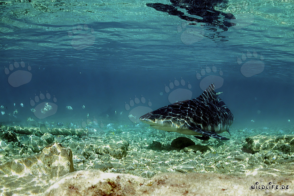 Bullenhai auf Nahrungssuche im flachen Wasser vor Walker´s Cay