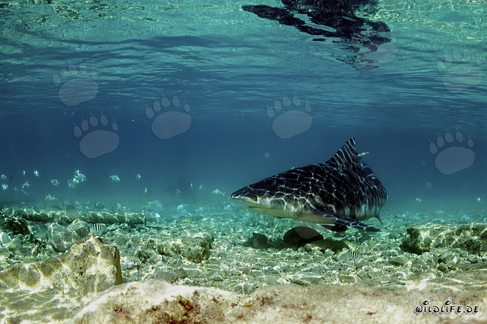 Squalo toro alla ricerca di cibo nelle acque basse di fronte a Walker´s Cay