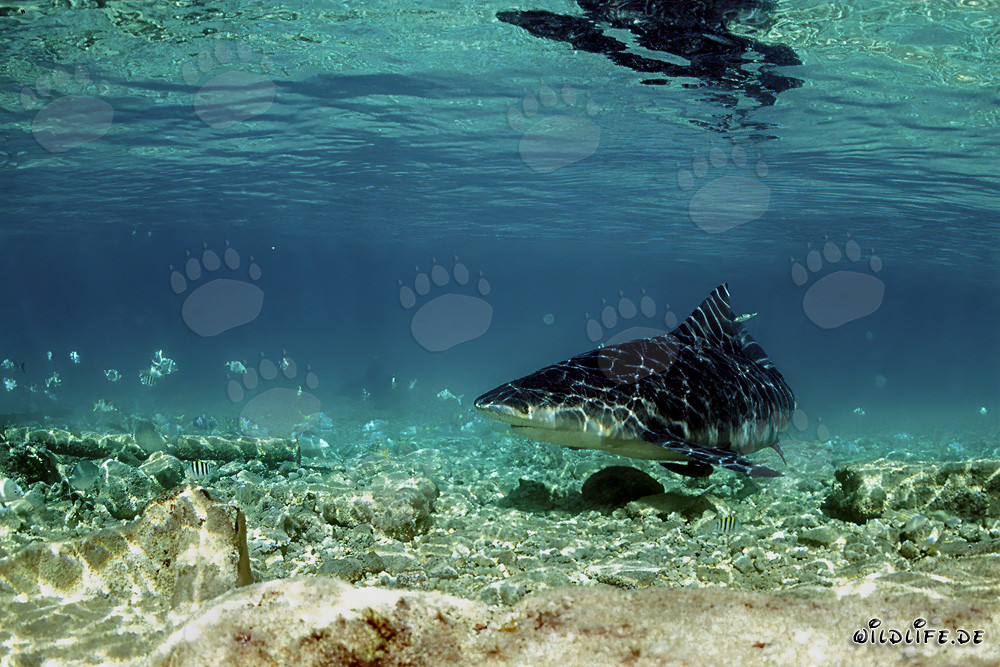 Tiburón toro en busca de alimentos en aguas poco profundas frente a Walker´s Cay