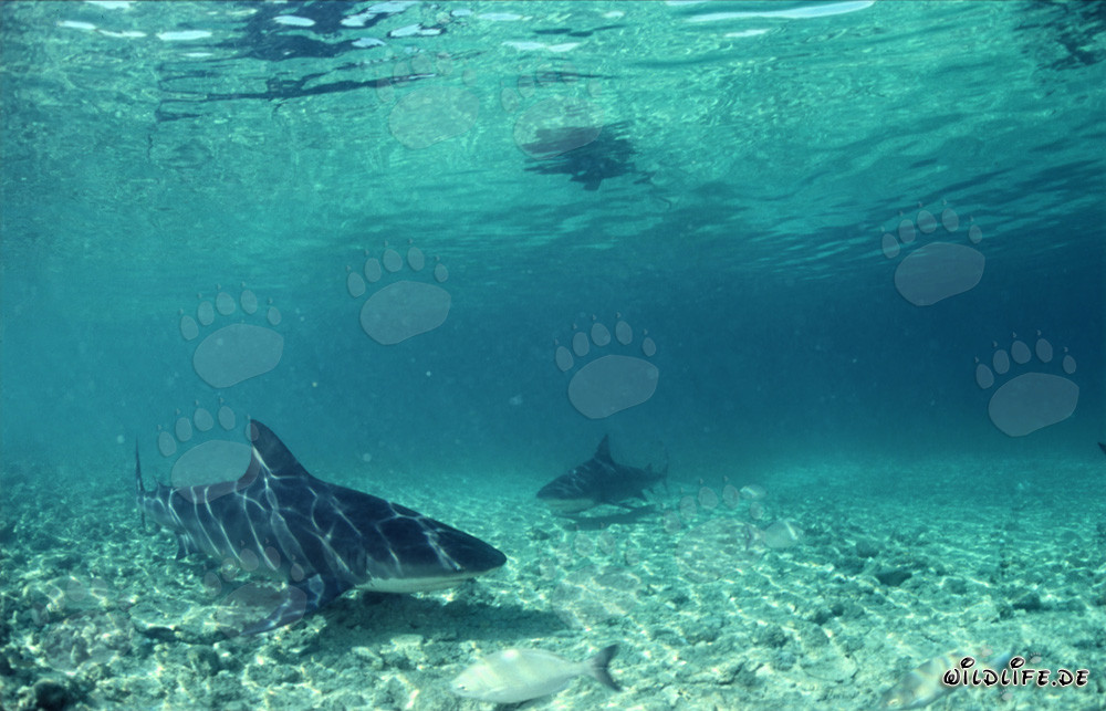 Affascinanti squali toro alla ricerca di prede