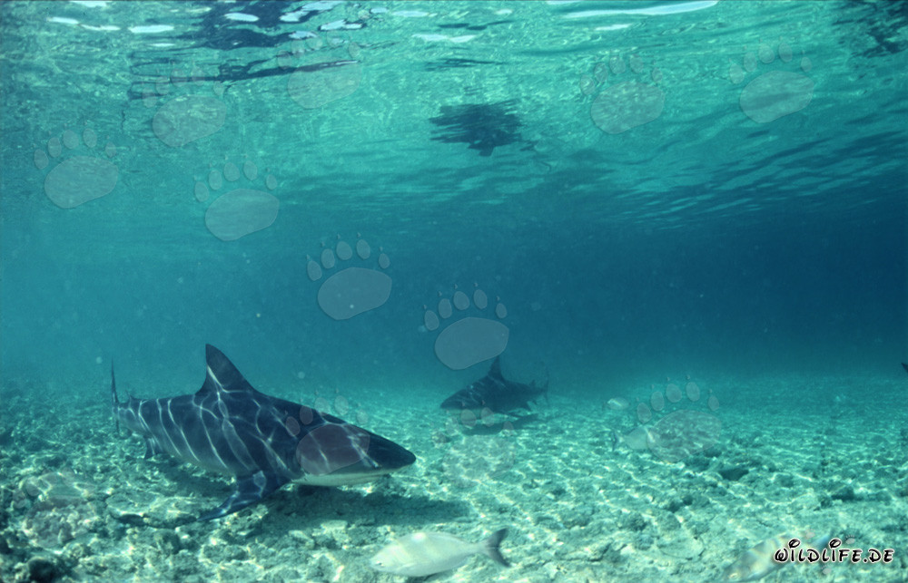 Fascinantes tiburones toro en busca de presas