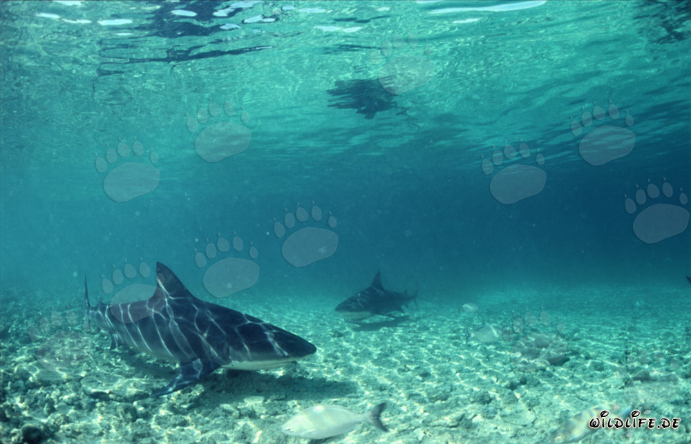 Fascinating Bull Sharks on the Hunt