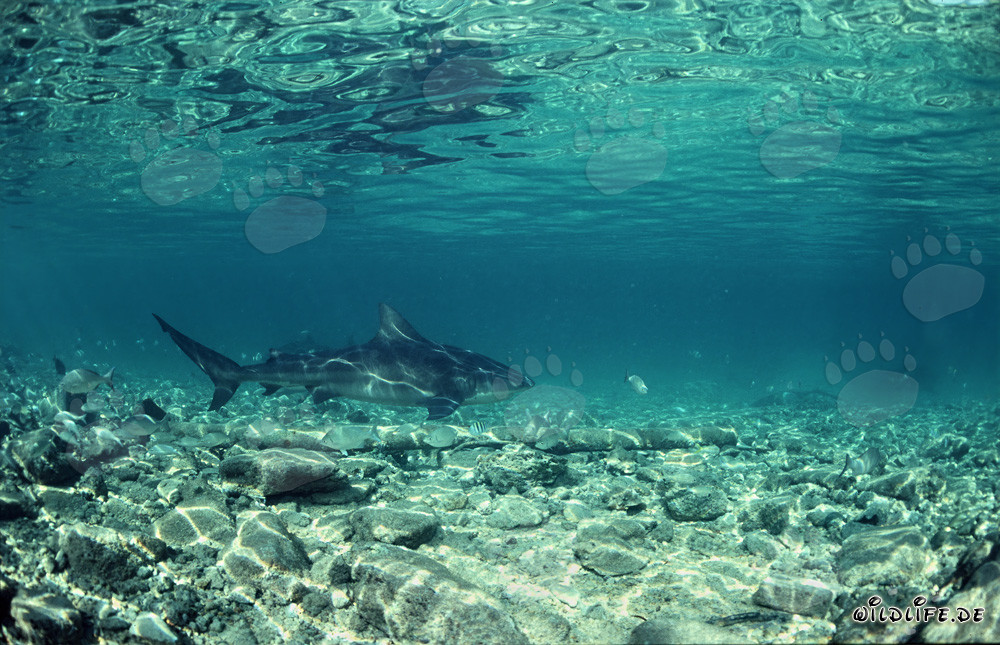 Impresionante tiburón toro - El temido gigante de los mares