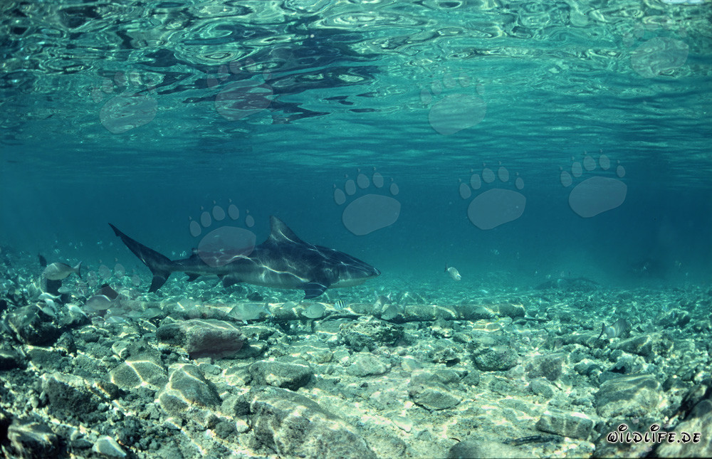 Impressive Bull Shark - The feared giant of the oceans