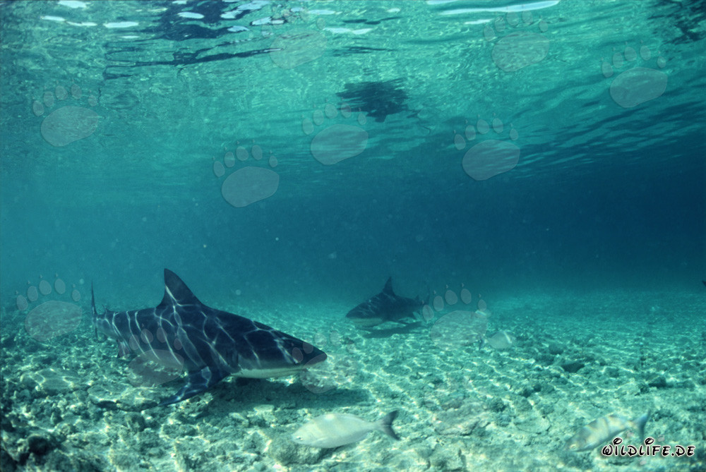 Encounter of two majestic Bull Sharks