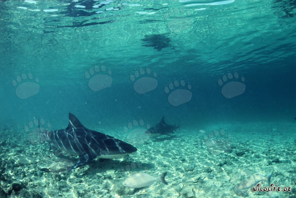 Rencontre de deux majestueux requins taureaux