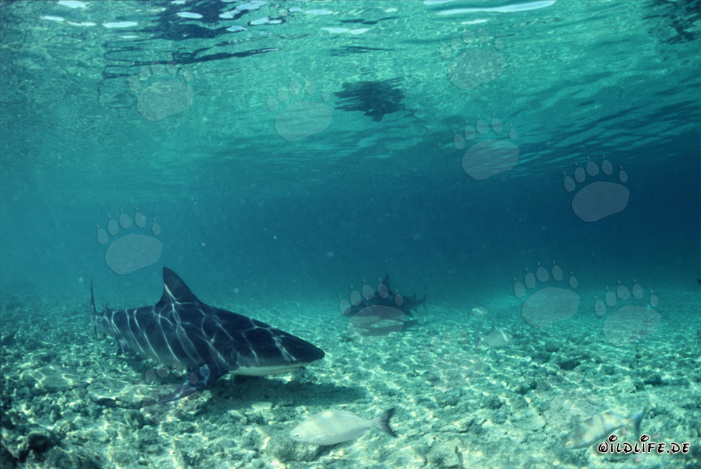 Encuentro de dos majestuosos tiburones toro