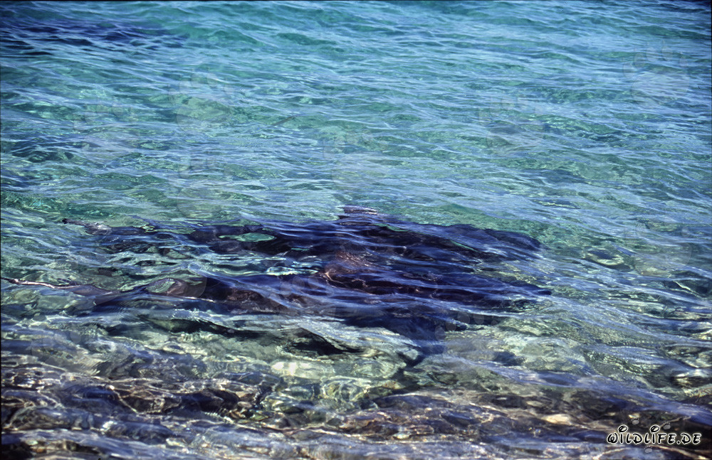 Requins taureaux - Chasseurs majestueux des mers tropicales
