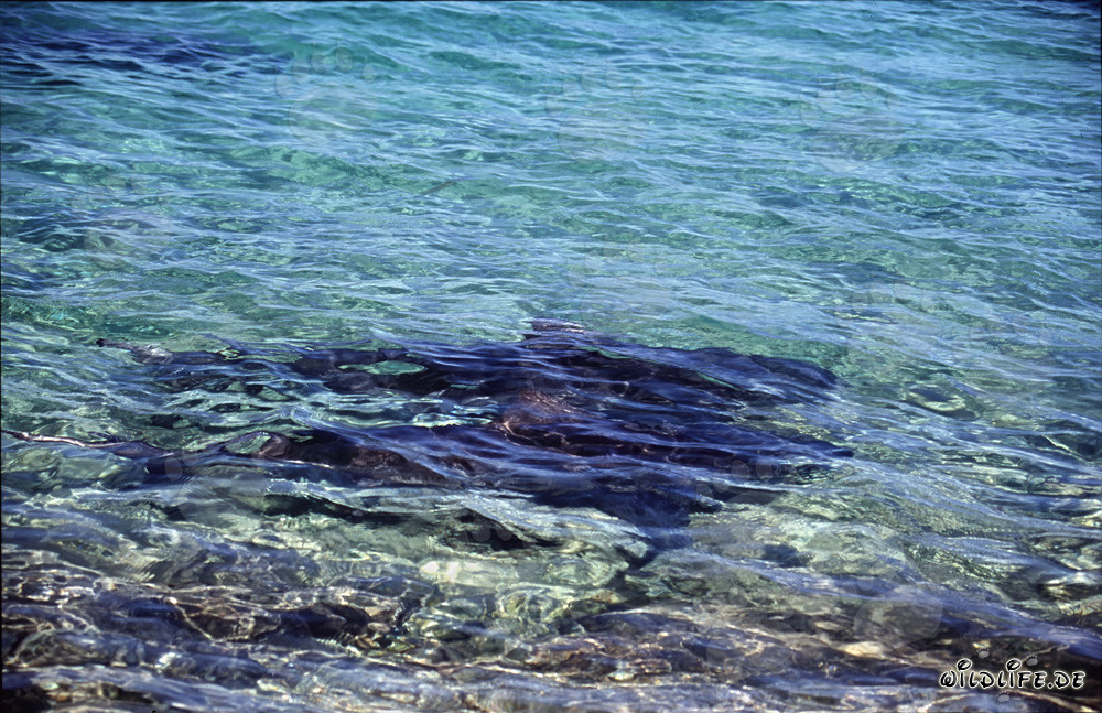 Squali toro - Maestosi predatori dei mari tropicali