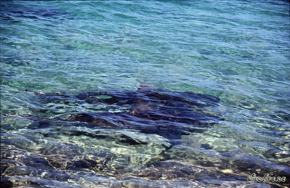 Tiburones toro - Cazadores majestuosos de los mares tropicales