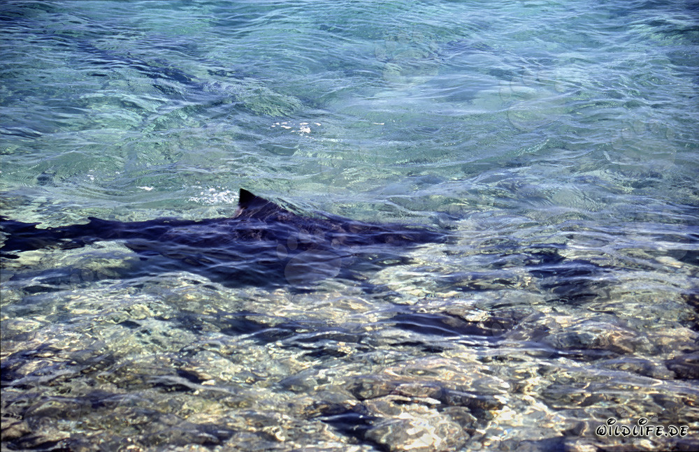 Bull Sharks (Carcharhinus leucas)