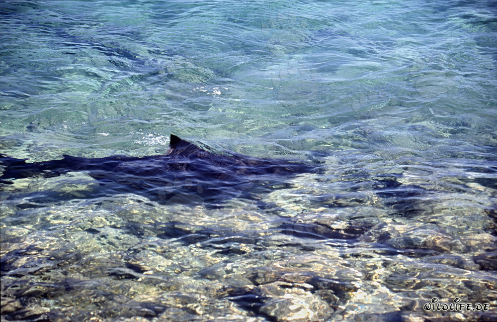 Requins taureaux à proximité immédiate de la plage