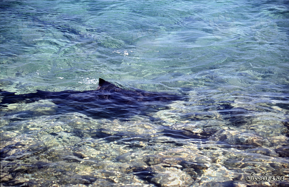 Squali toro in prossimità della spiaggia