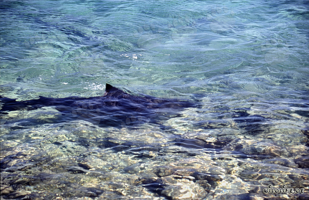Tiburones toro cerca de la playa