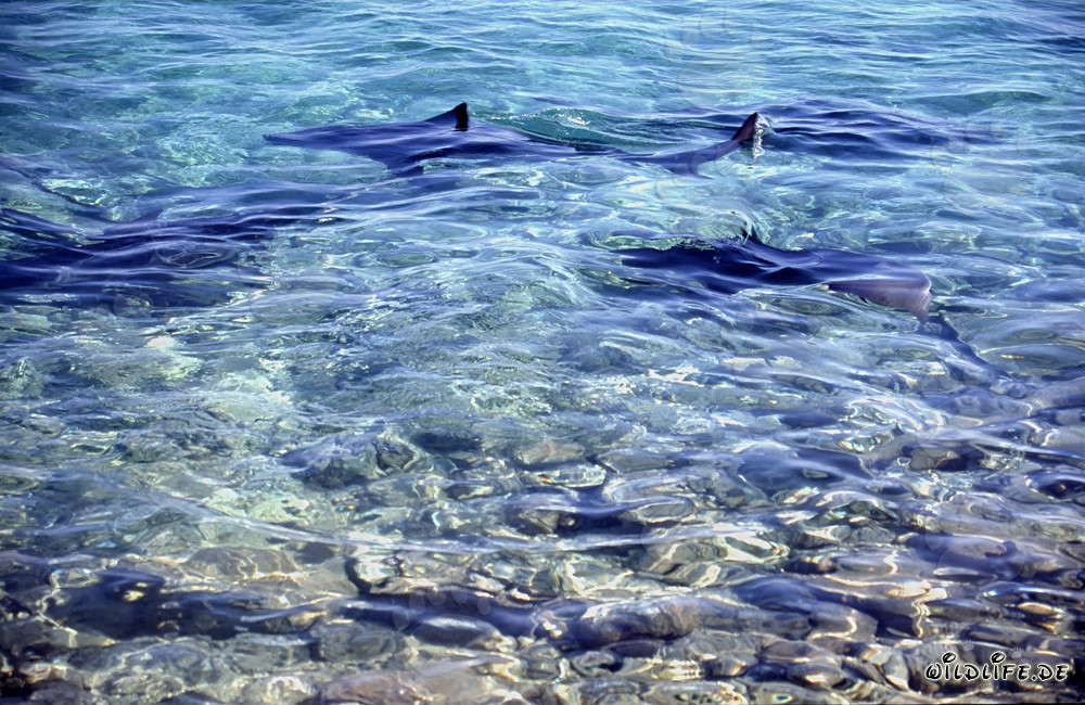 Bullenhaie beobachten an Walker´s Cay Shark Beach