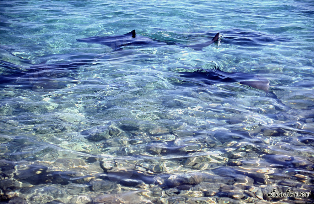 Osservare gli squali toro sulla spiaggia degli squali di Walker´s Cay