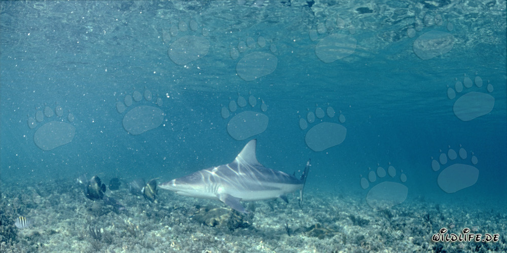 Blacktip shark patrols over vegetated seabed