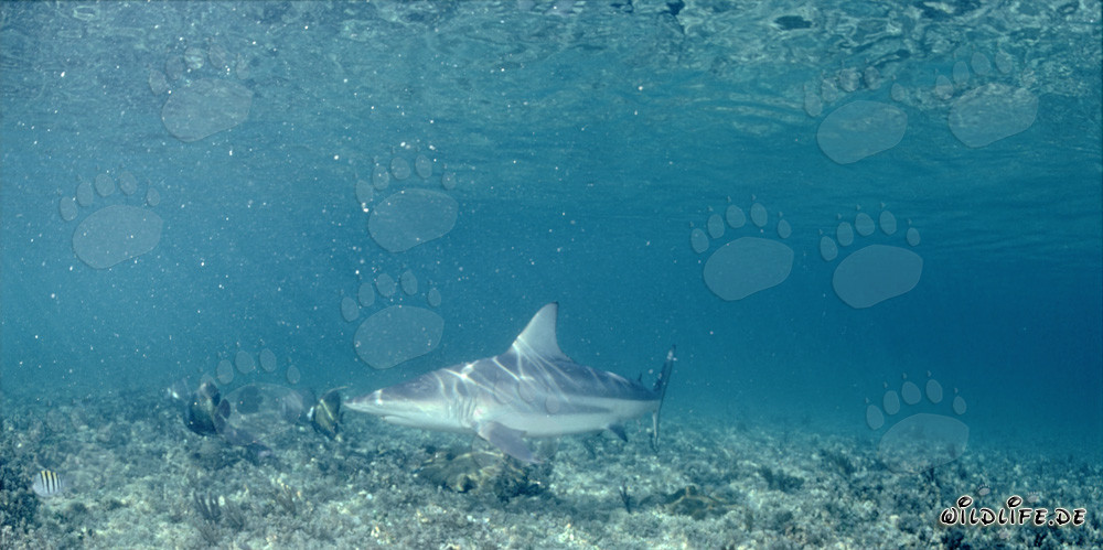 Requin à pointes noires patrouille sur le fond marin couvert de végétation