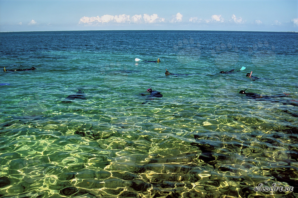Buceo con tiburones toro en la playa de tiburones de Walker´s Cay, Bahamas