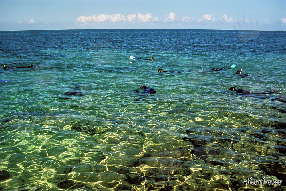 Plongée avec les requins-baleines sur la plage des requins de Walker´s Cay, Bahamas