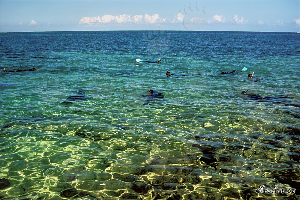 Schnorcheln mit Bullenhaien an der Shark Beach von Walker´s Cay, Bahamas
