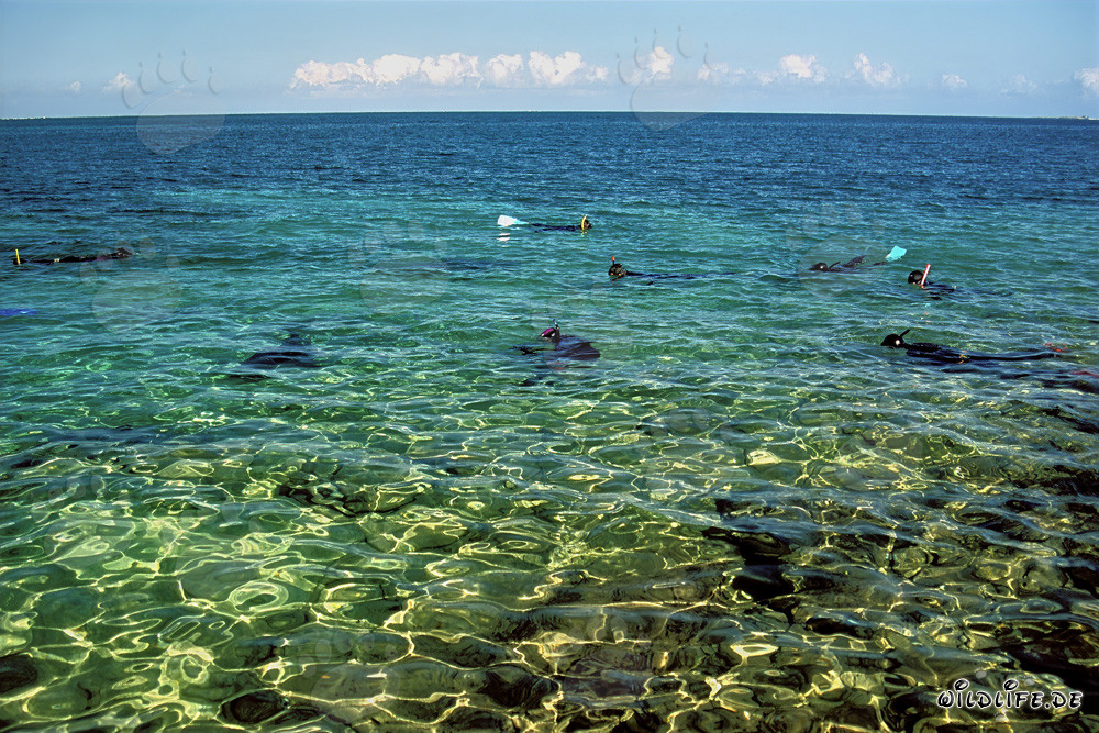 Snorkeling con squali toro sulla spiaggia degli squali di Walker´s Cay, Bahamas