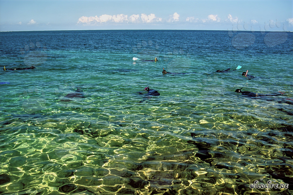 Snorkeling with Bull Sharks at the Shark Beach of Walker´s Cay, Bahamas
