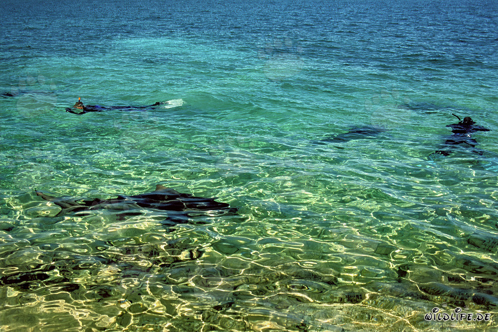 Plongée fascinante avec les requins taureaux à Walker´s Cay, Bahamas