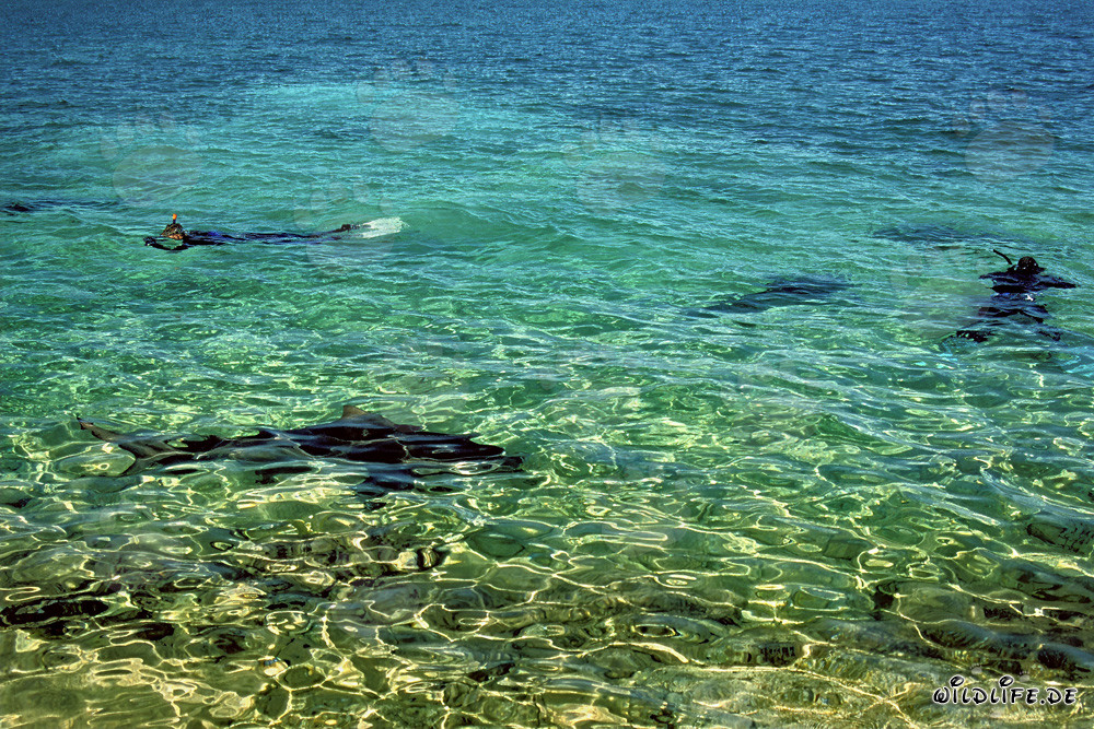 Faszinierendes Schnorcheln mit Bullenhaien auf Walker´s Cay, Bahamas