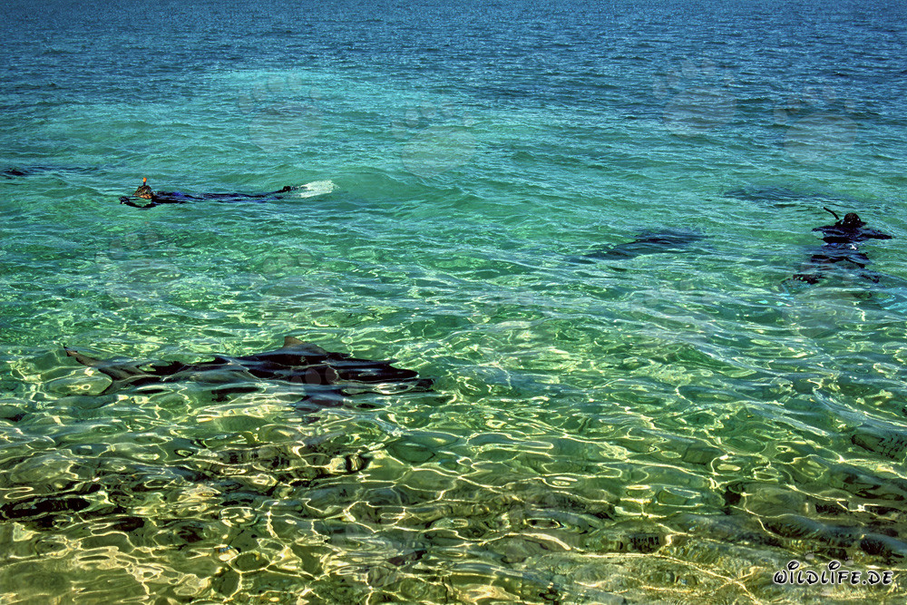 Fascinante snorkel con tiburones toro en Walker's Cay, Bahamas