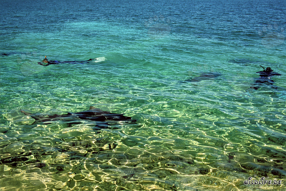 Fascinating Snorkeling with Bull Sharks at Walker´s Cay, Bahamas