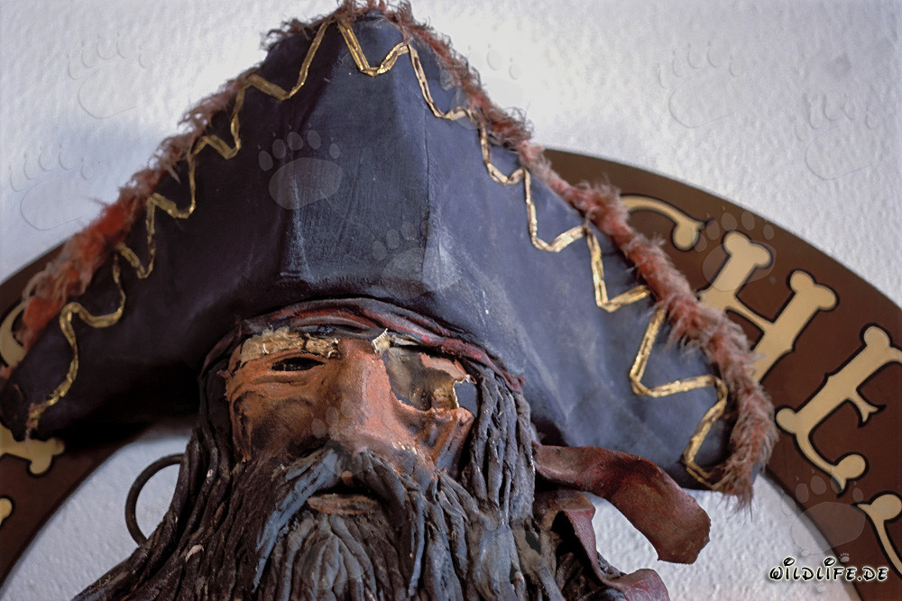 Retrato de pirata en Walker's Cay, Bahamas