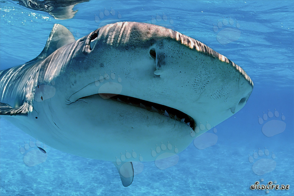 Plan rapproché extrême d'un requin-tigre avec des ampoules de Lorenzini visibles