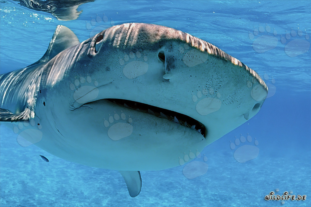 Extreme close-up of a Tiger Shark with visible Ampullae of Lorenzini