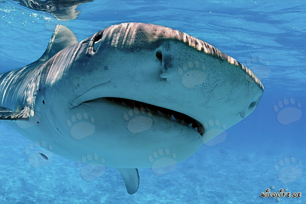 Extreme close-up of a Tiger Shark with visible Ampullae of Lorenzini