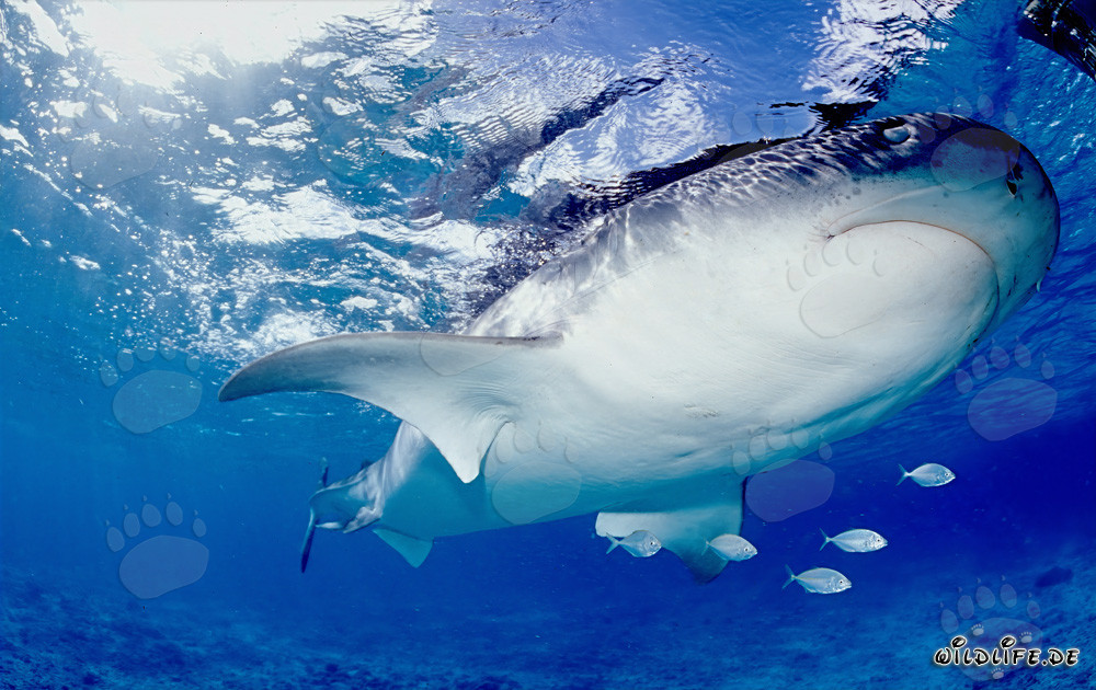 Requin-tigre imposant avec dessous marqué