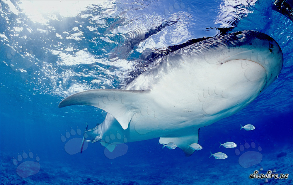Impressive Tiger Shark with Distinct Underside