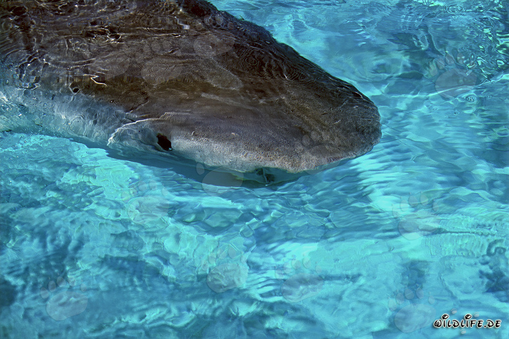 Requin-tigre impressionnant (Galeocerdo cuvier) à la surface de l'eau