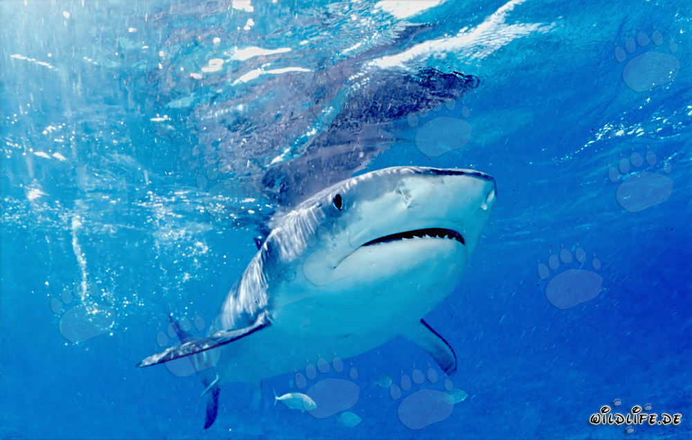 Requin tigre (Galeocerdo cuvier) à la frontière des eaux profondes
