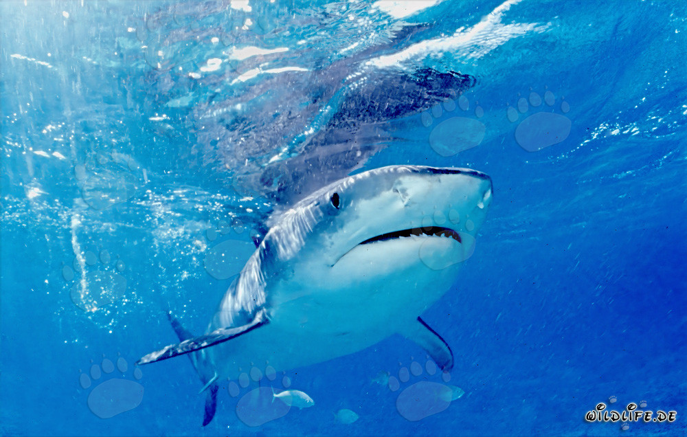 Squalo tigre (Galeocerdo cuvier) al confine con le acque profonde