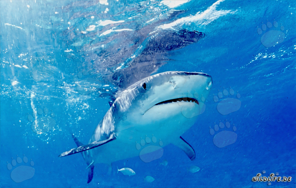 Tiger Shark (Galeocerdo cuvier)