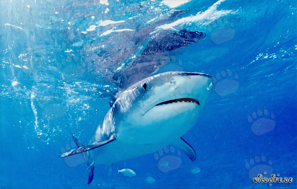 Tigerhai (Galeocerdo cuvier) an der Grenze zum tiefen Wasser