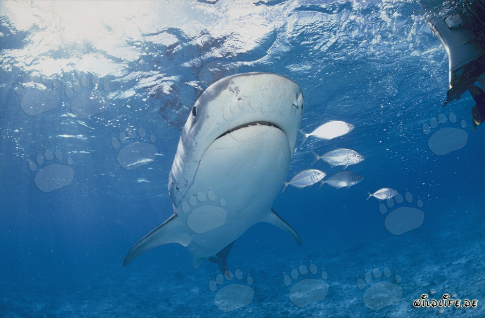 Impressionnant requin-tigre (Galeocerdo cuvier) entouré de petits poissons