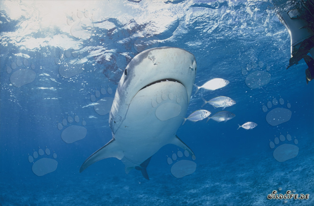 Imponente squalo tigre (Galeocerdo cuvier) circondato da pesci piccoli