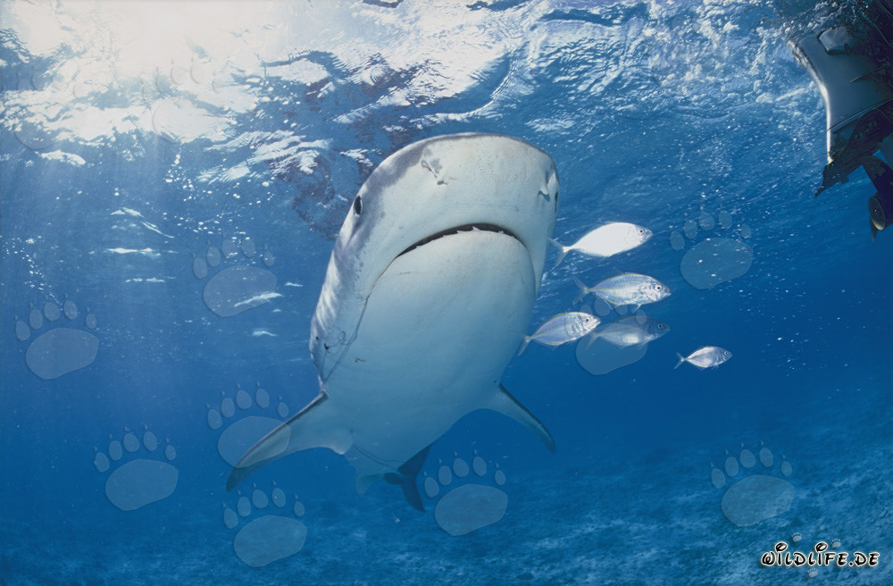 Impressive Tiger Shark (Galeocerdo cuvier) surrounded by small fish