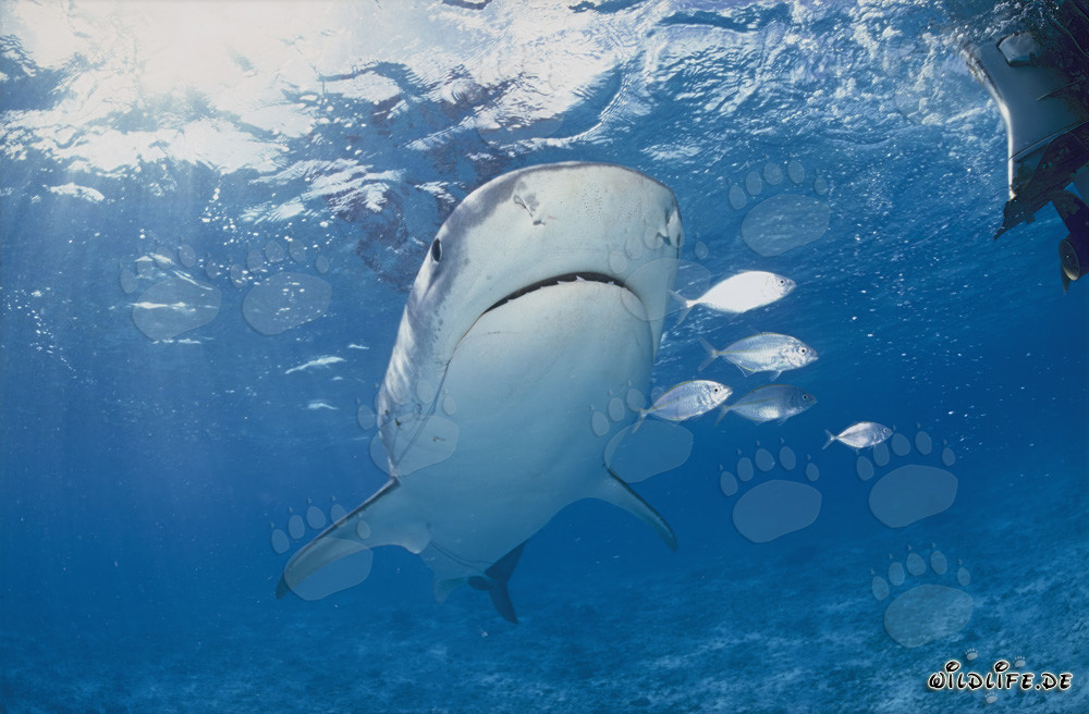 Imposanter Tigerhai (Galeocerdo cuvier) umgeben von kleinen Fischen