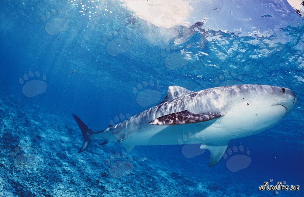 Requin tigre à la chasse aux jeunes albatros
