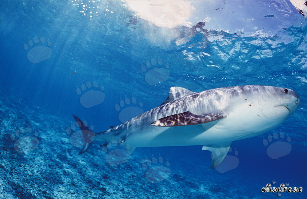 Squalo tigre alla caccia di giovani albatros